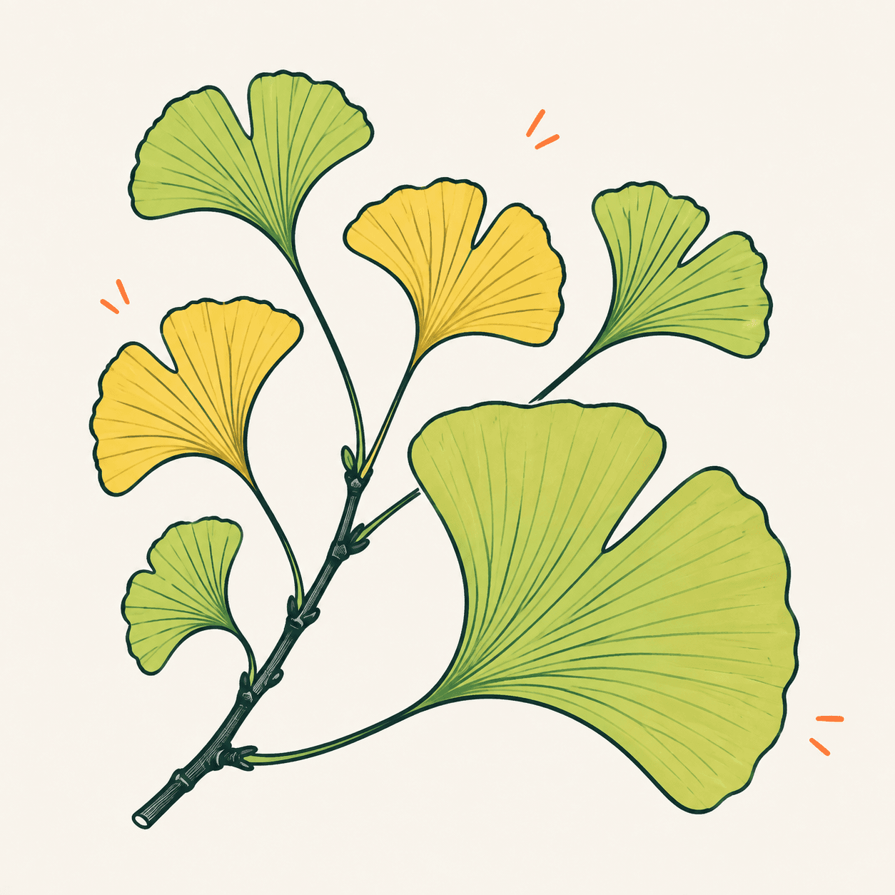 Un ramo illustrato di Ginkgo biloba con foglie verdi e gialle a ventaglio, incisioni centrali e nervature visibili.