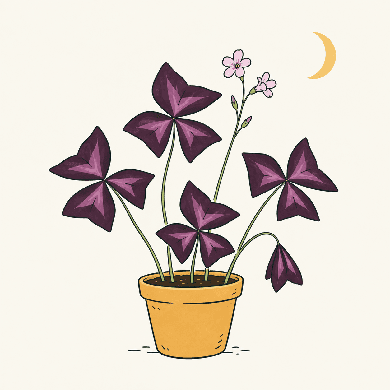 Oxalis triangularis in vaso, con foglie viola a tre foglioline, una foglia ripiegata e piccoli fiori rosa; una falce di luna suggerisce la sera.
