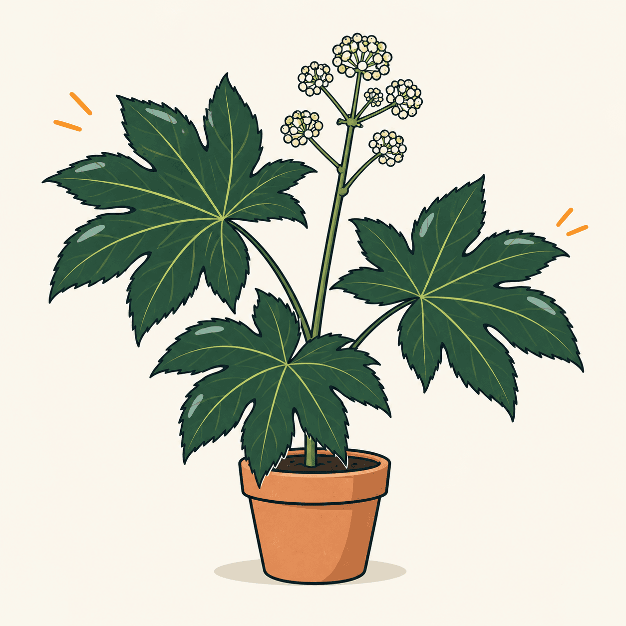Potted Fatsia japonica with three large green palmate leaves, each divided into seven to nine connected lobes, and small spherical clusters of cream flowers.