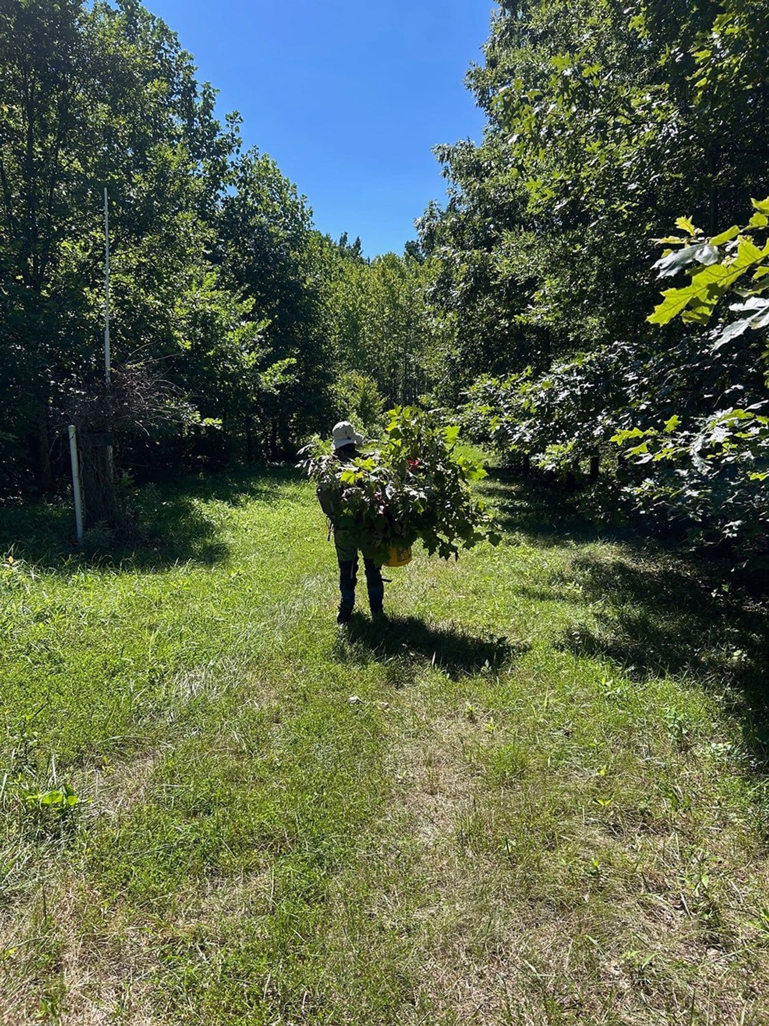 Una ricercatrice trasporta campioni di rami fra gli alberi.