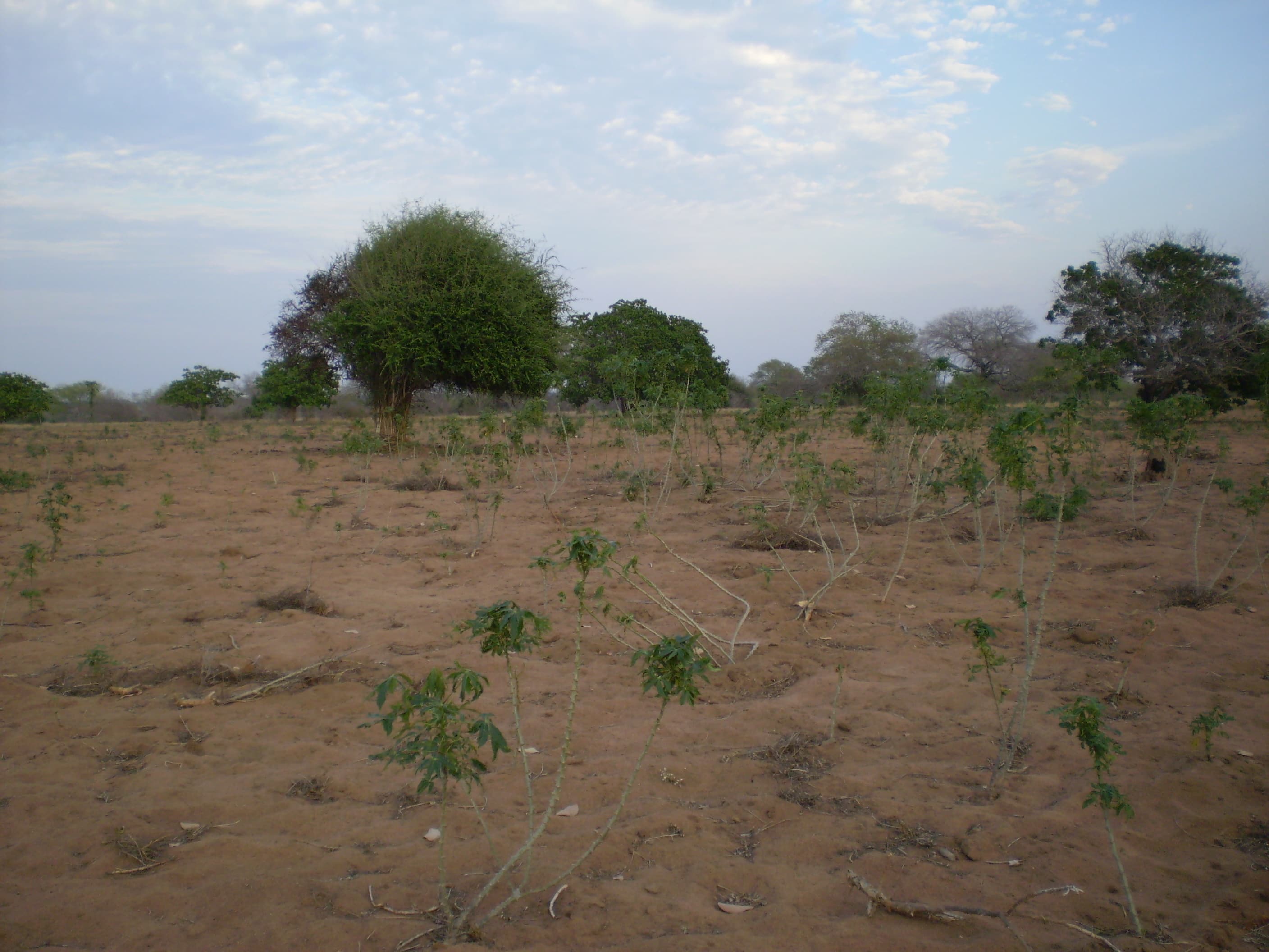 Campo di manioca con terreno asciutto e alberi sullo sfondo, nella campagna del Mozambico.