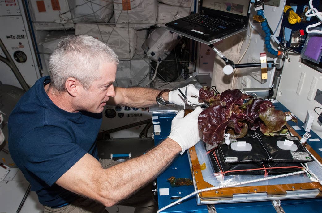 L’astronauta Steve Swanson, con guanti bianchi, raccoglie lattuga rossa dal sistema Veggie sulla Stazione spaziale internazionale.