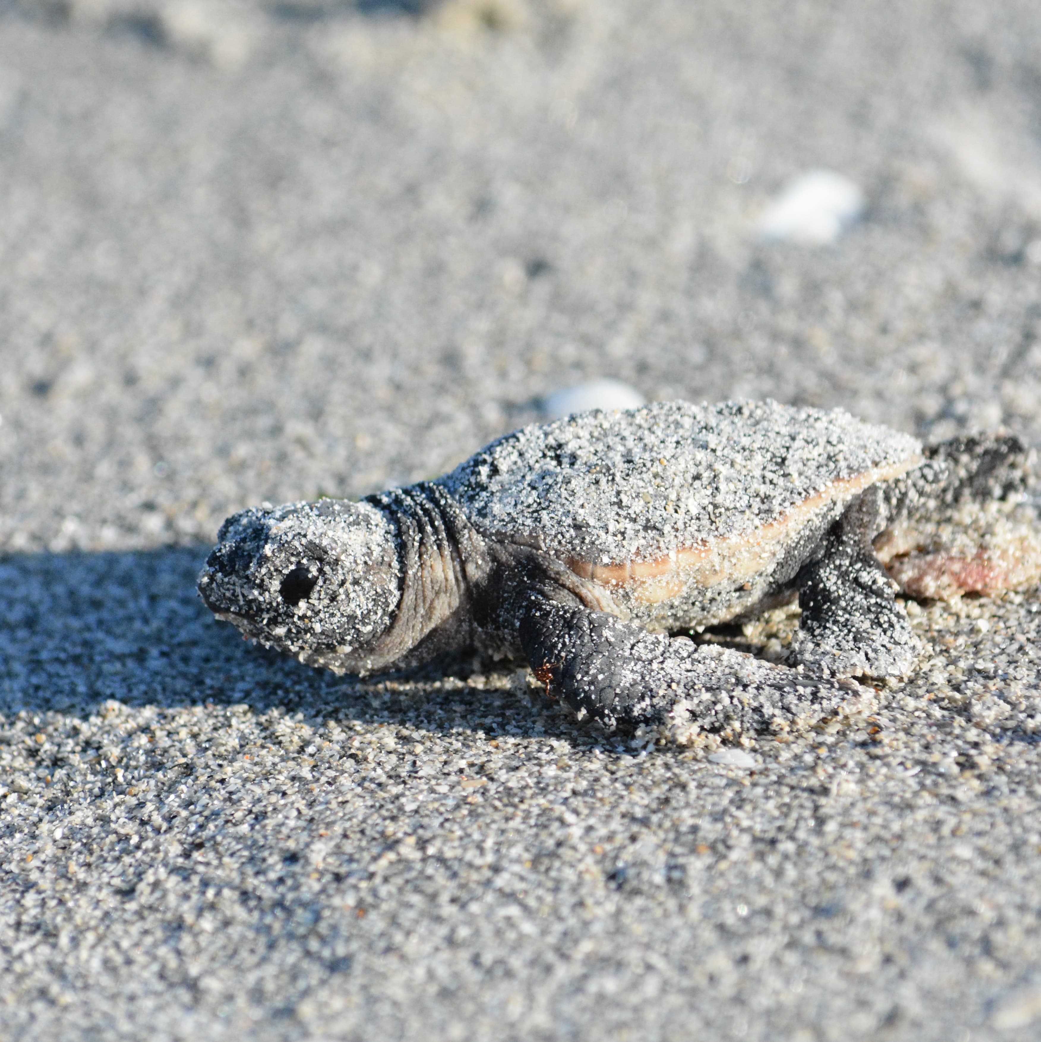 Un piccolo di Caretta caretta avanza sulla sabbia.