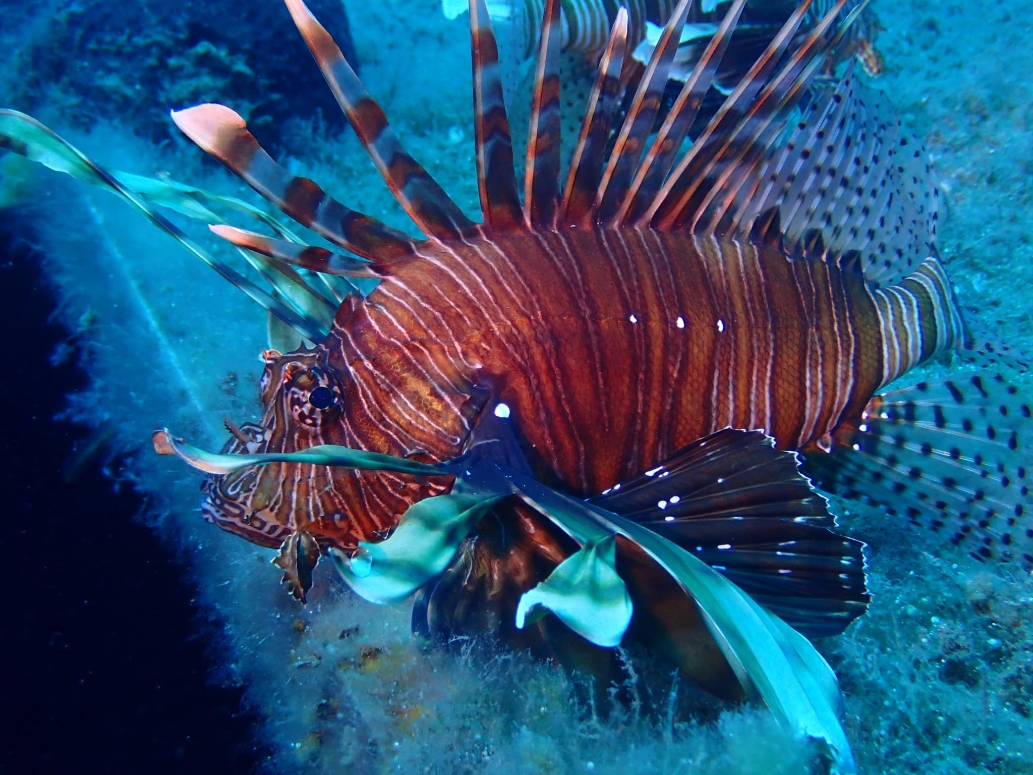 Pesce scorpione Pterois miles sott’acqua a Cipro, con corpo a strisce e lunghe pinne aperte.