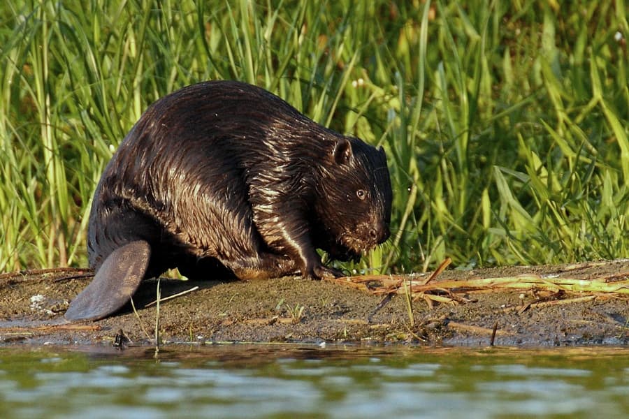 Un castoro europeo sulla riva, con la coda piatta visibile.