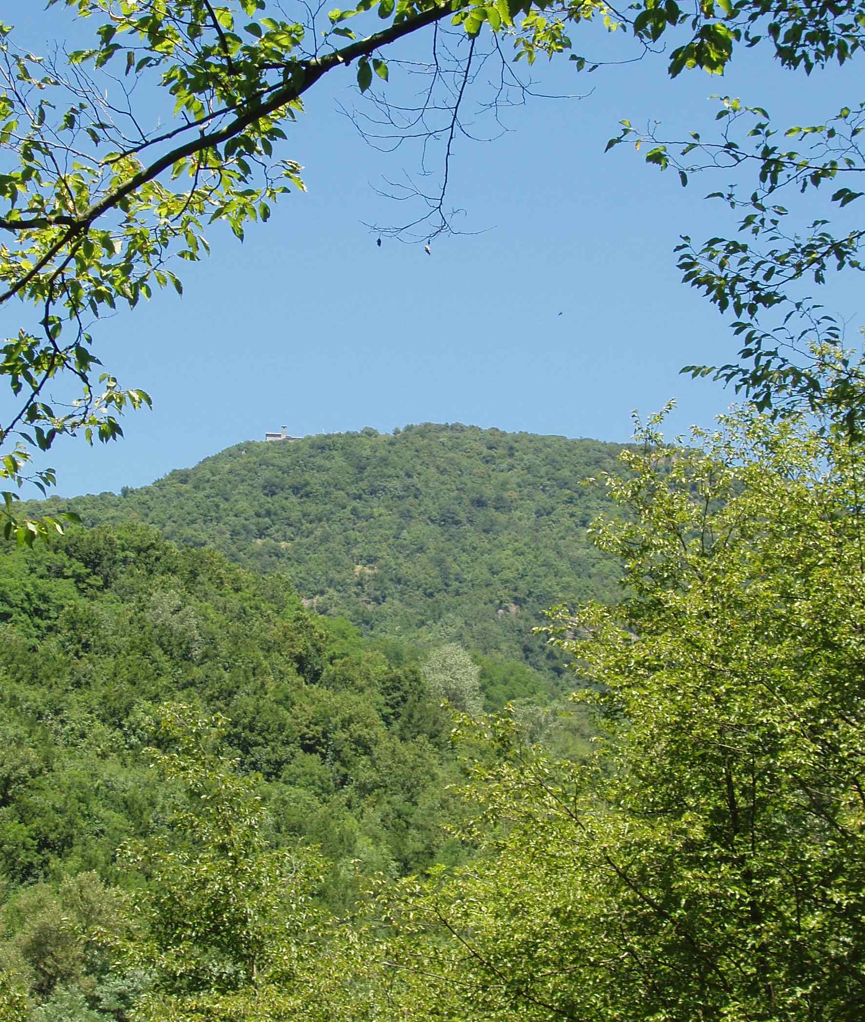 Il versante boscoso del Monte Reale visto tra rami verdi, con un piccolo edificio sulla cresta; foto di repertorio.