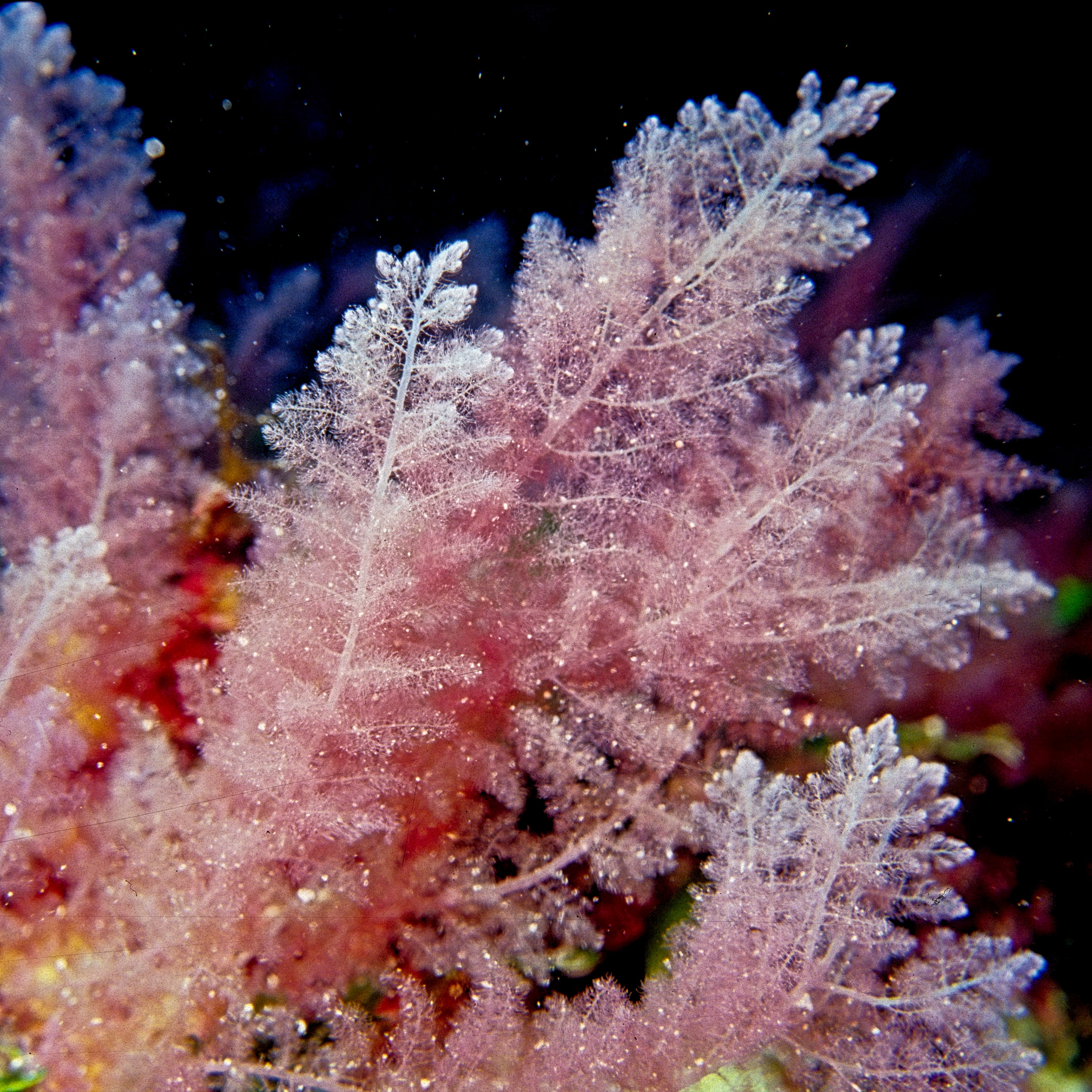 Primo piano di un’alga rossa delle Fiji, con sottili ramificazioni rosa su fondo scuro