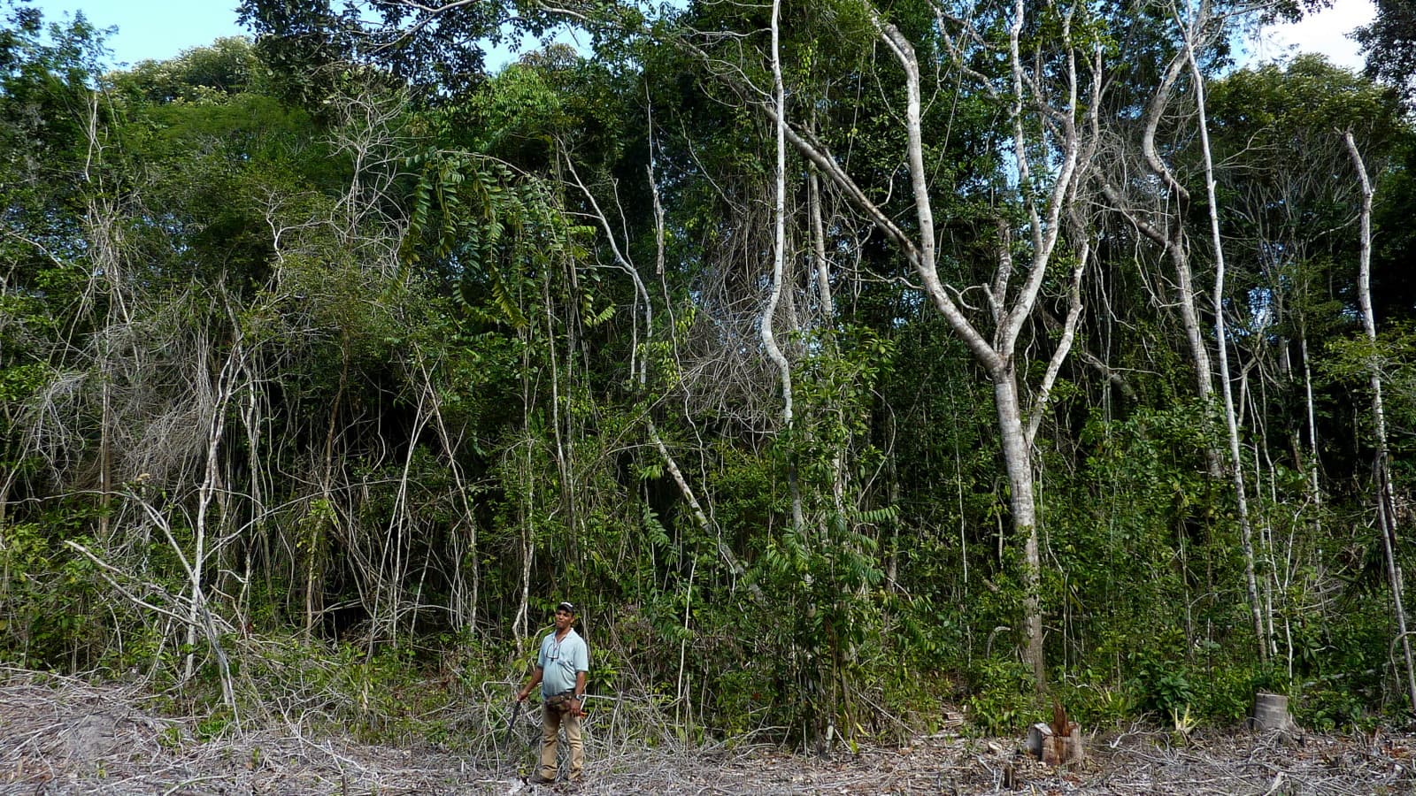 Margine della foresta atlantica in Bahia, con alberi, rami tagliati e una persona in primo piano.