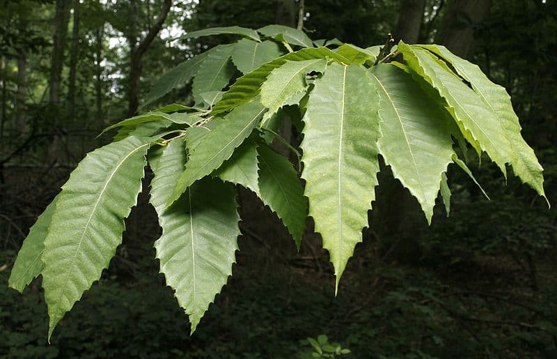 Foglie verdi, allungate e dentate di un castagno americano.