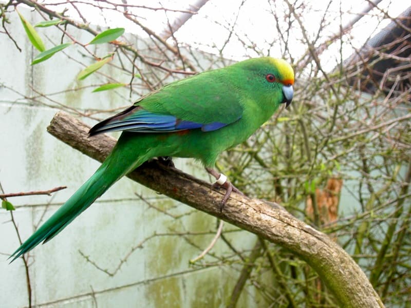 Kākāriki karaka verde con fronte arancione su un ramo, in una struttura di riproduzione in cattività.