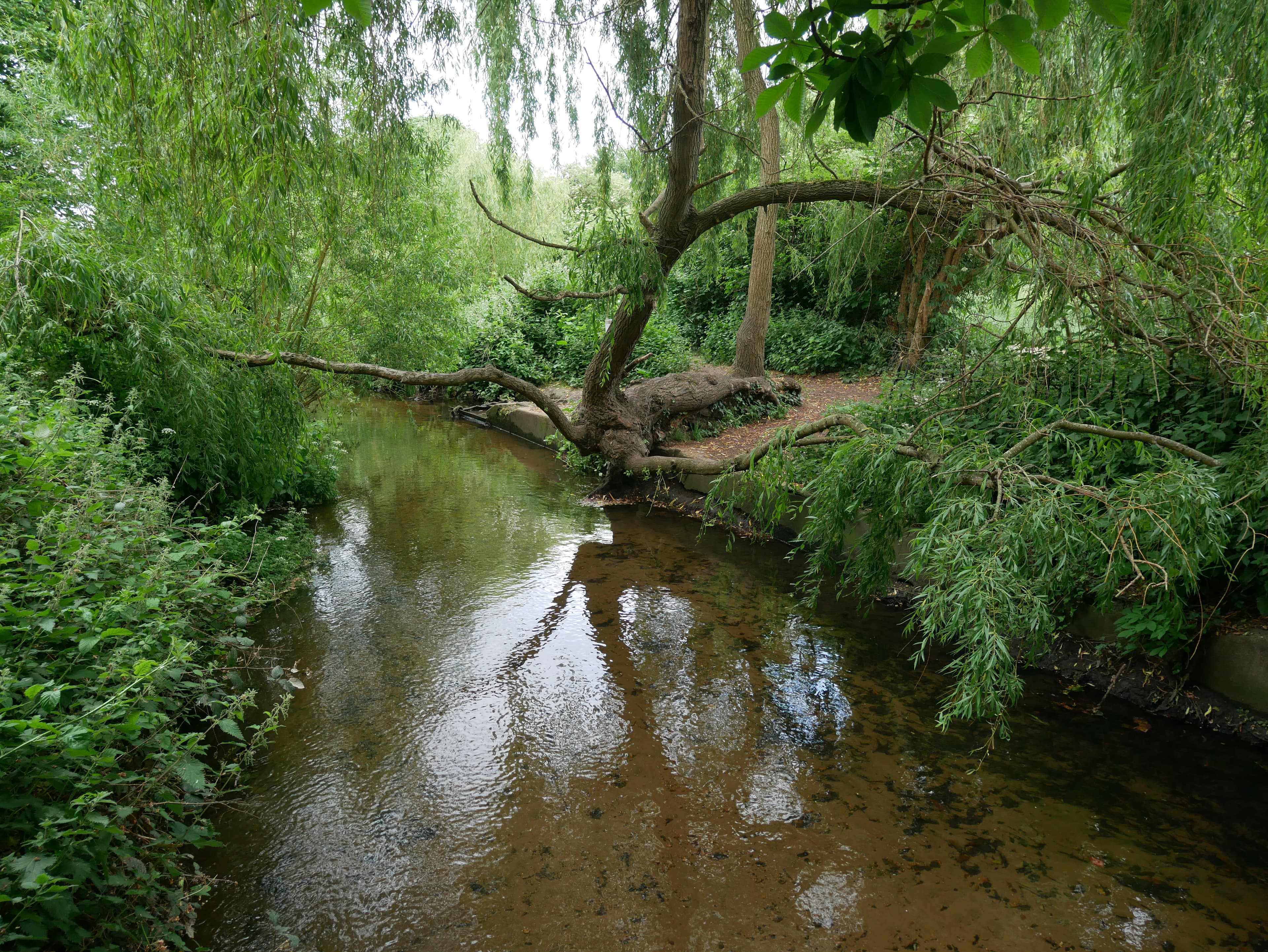 Il Beverley Brook fra Barnes Green e Barnes Common, con sponde alberate.