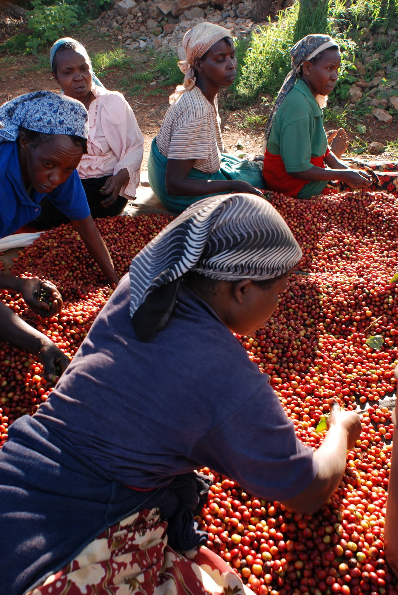 Coltivatrici selezionano a mano frutti di caffè in Kenya.