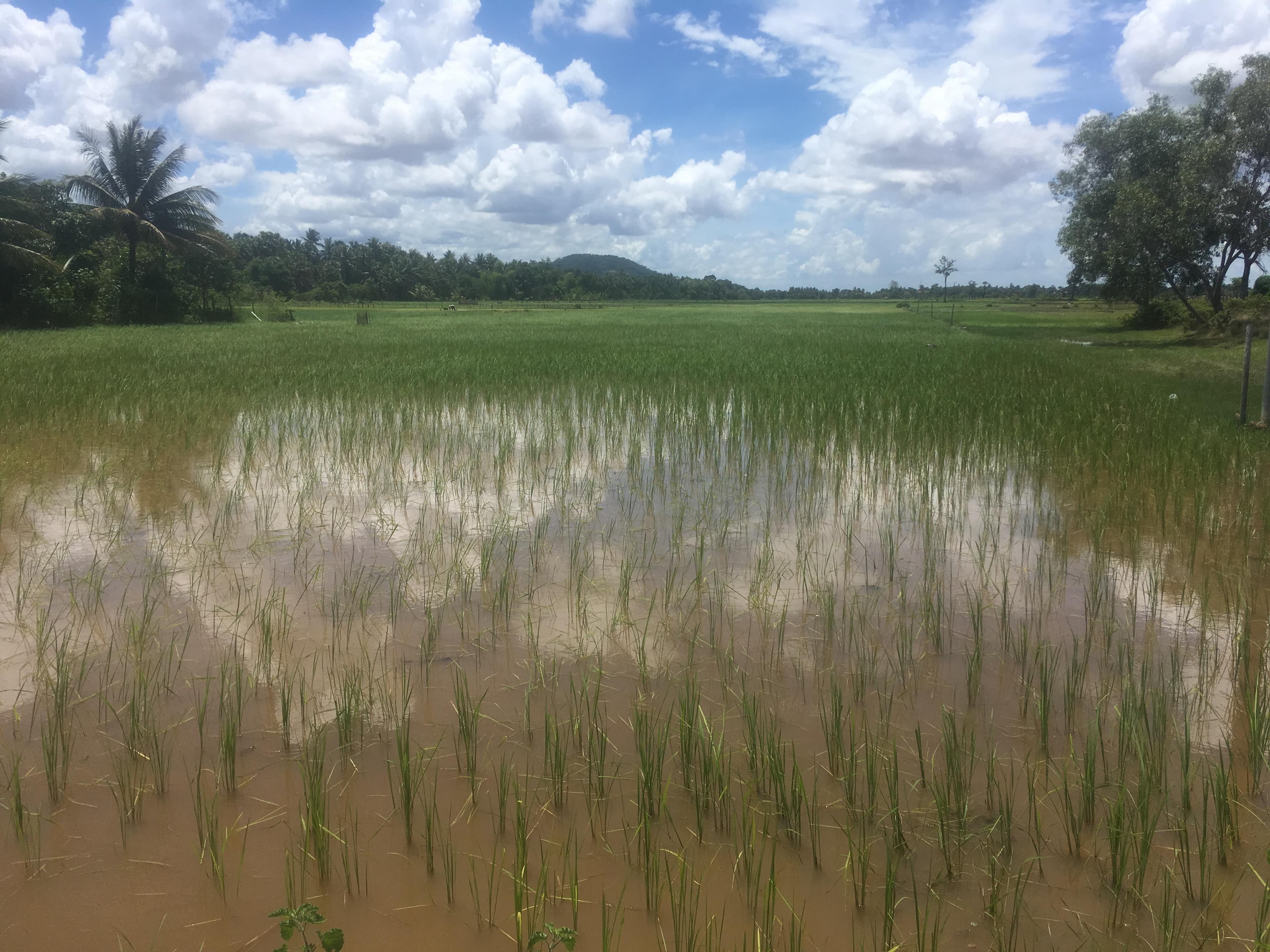 Rizière inondée près de Siem Reap, avec des plants de riz, des palmiers et des arbres en arrière-plan.