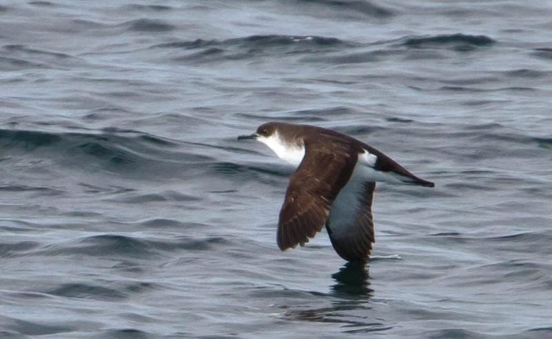 Manx shearwater with outstretched wings flying low over the water