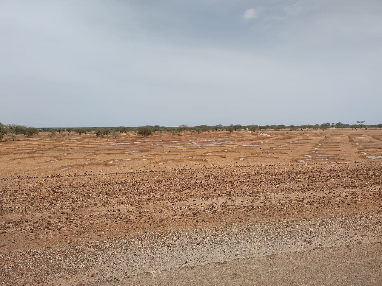 Serie di argini a mezzaluna nel terreno arido del Niger, con piccole pozze d’acqua e alberi radi all’orizzonte.