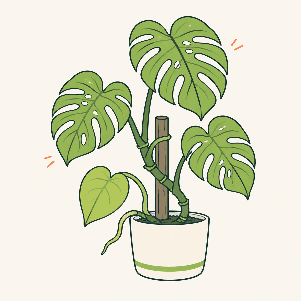 Monstera deliciosa illustrata in vaso con sostegno, tre foglie mature traforate, una foglia giovane intera e una radice aerea.