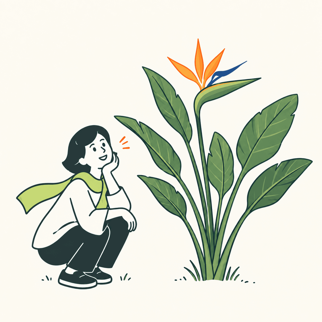 Strelitzia reginae illustrata con foglie ovali grigio-verdi, brattea orizzontale a barca e fiore arancione e blu; una persona è accovacciata accanto.