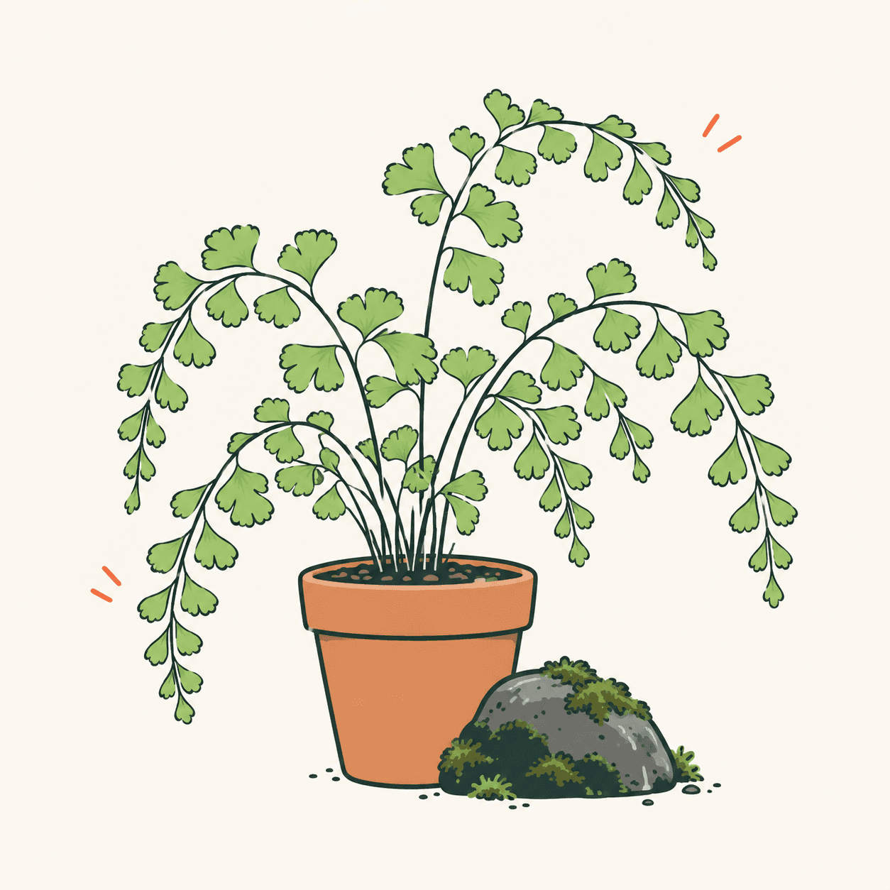 Illustrazione editoriale del capelvenere con fronde arcuate, piccoli ventagli verdi e sottili sostegni scuri; i dettagli botanici sono semplificati.
