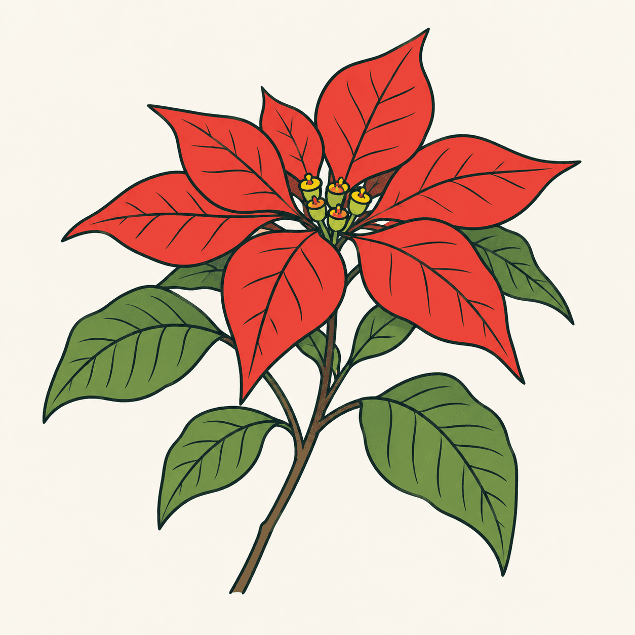 Illustrazione editoriale di una stella di Natale con brattee rosse venate, foglie verdi e piccoli ciazi verdi e gialli al centro.