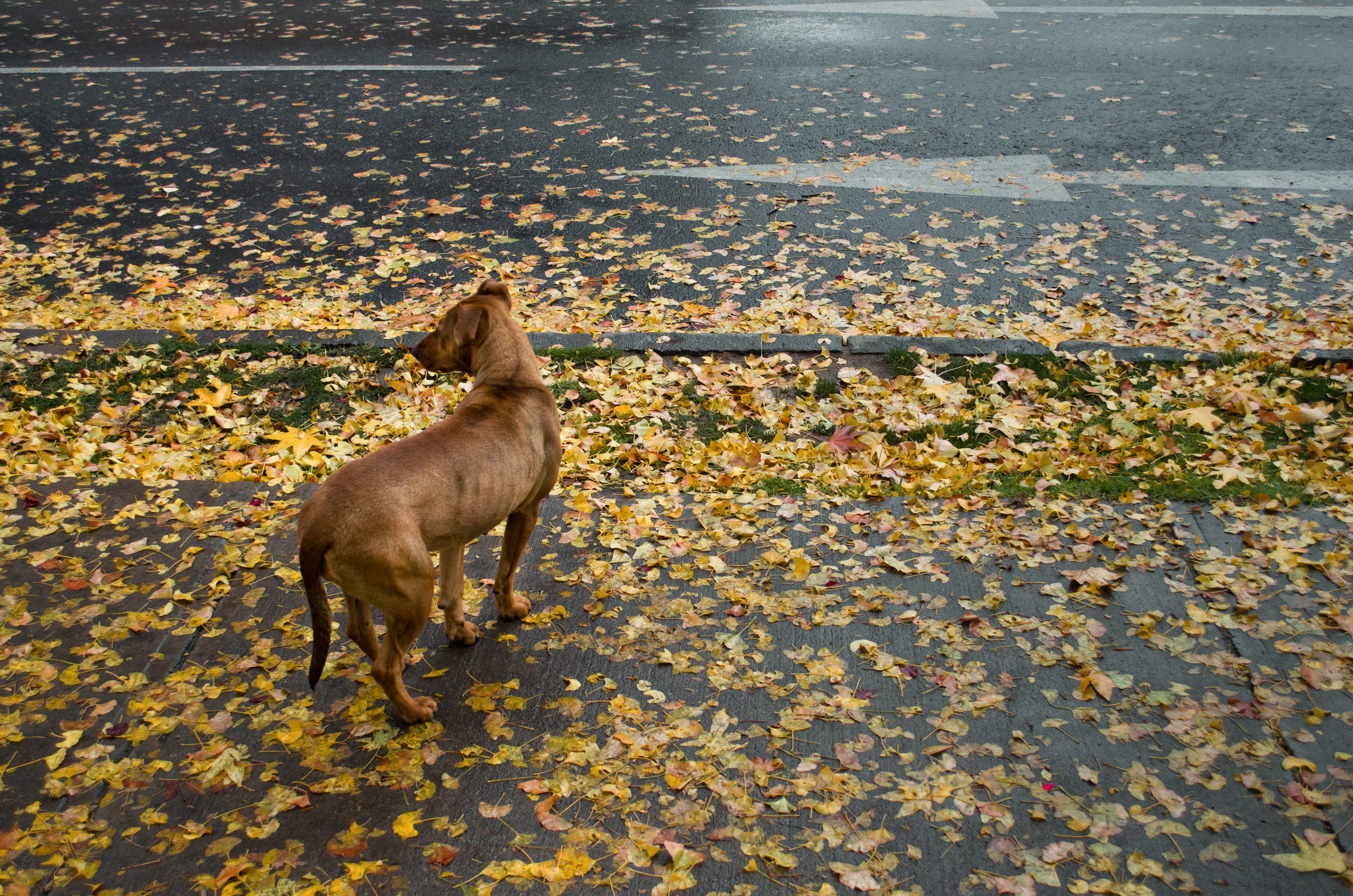 Un cane marrone su un marciapiede coperto di foglie gialle a Santiago del Cile